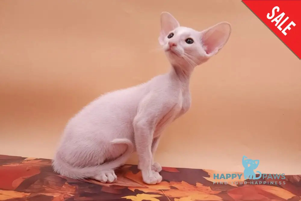 Clayton Oriental Shorthair male white live animals