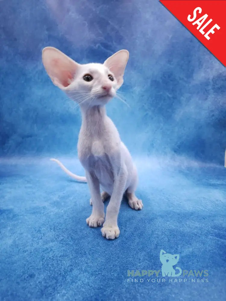 Clayton Oriental Shorthair male white live animals