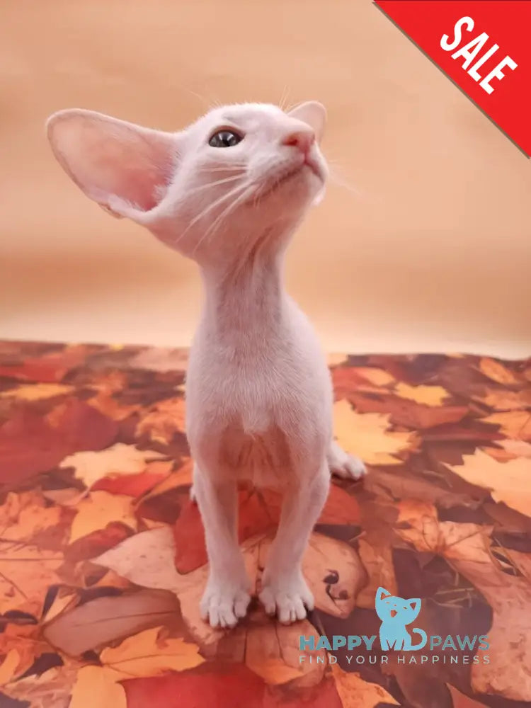 Clayton Oriental Shorthair male white live animals