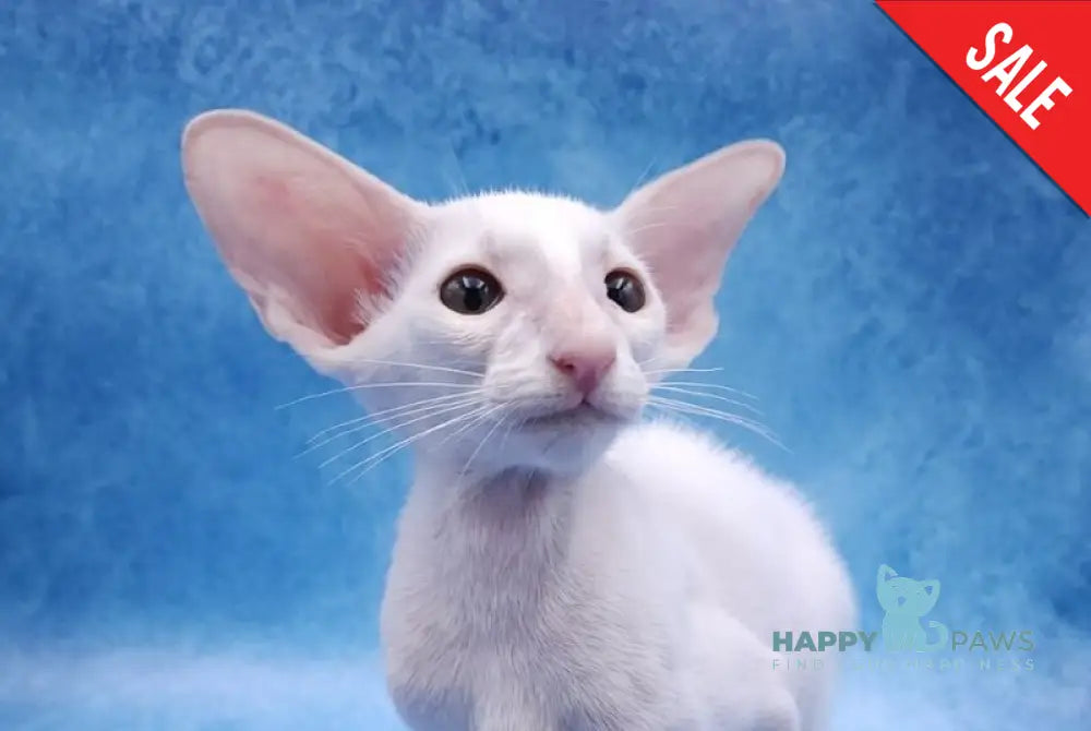 Clayton Oriental Shorthair male white live animals