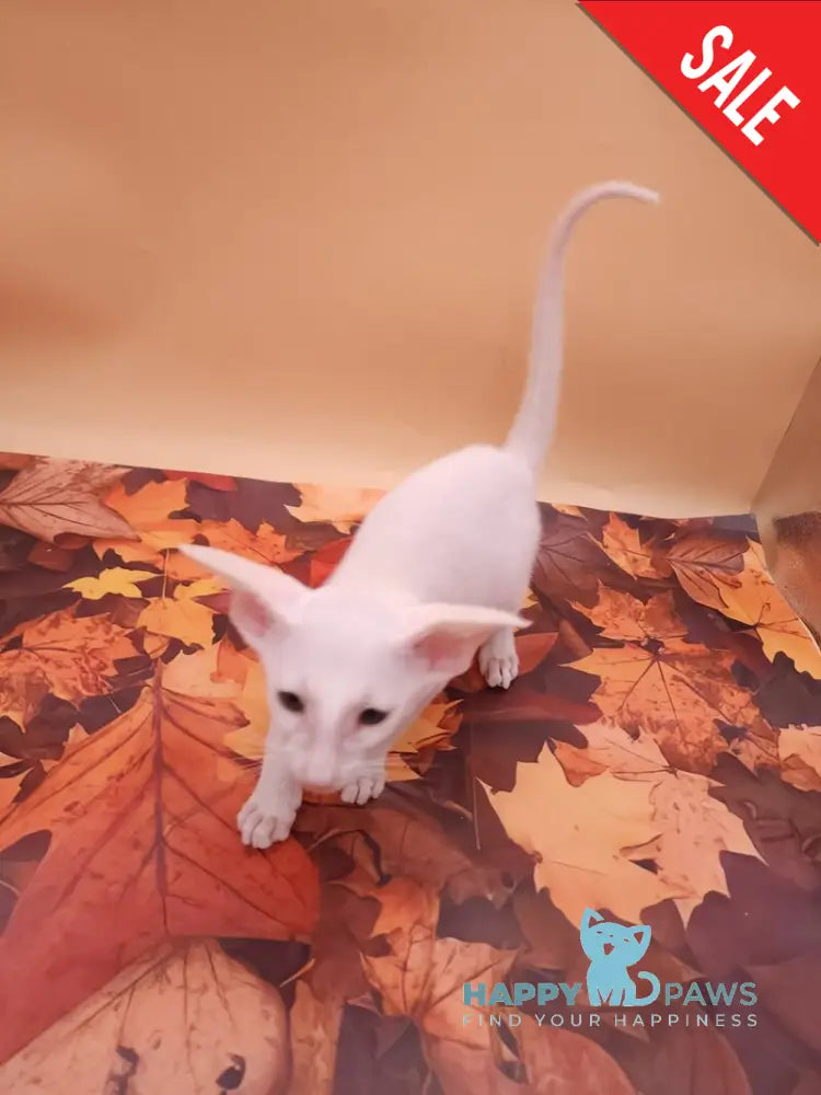 Clayton Oriental Shorthair male white live animals