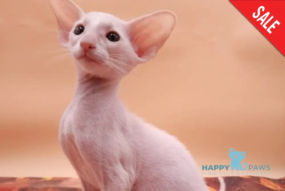 Clayton Oriental Shorthair male white live animals