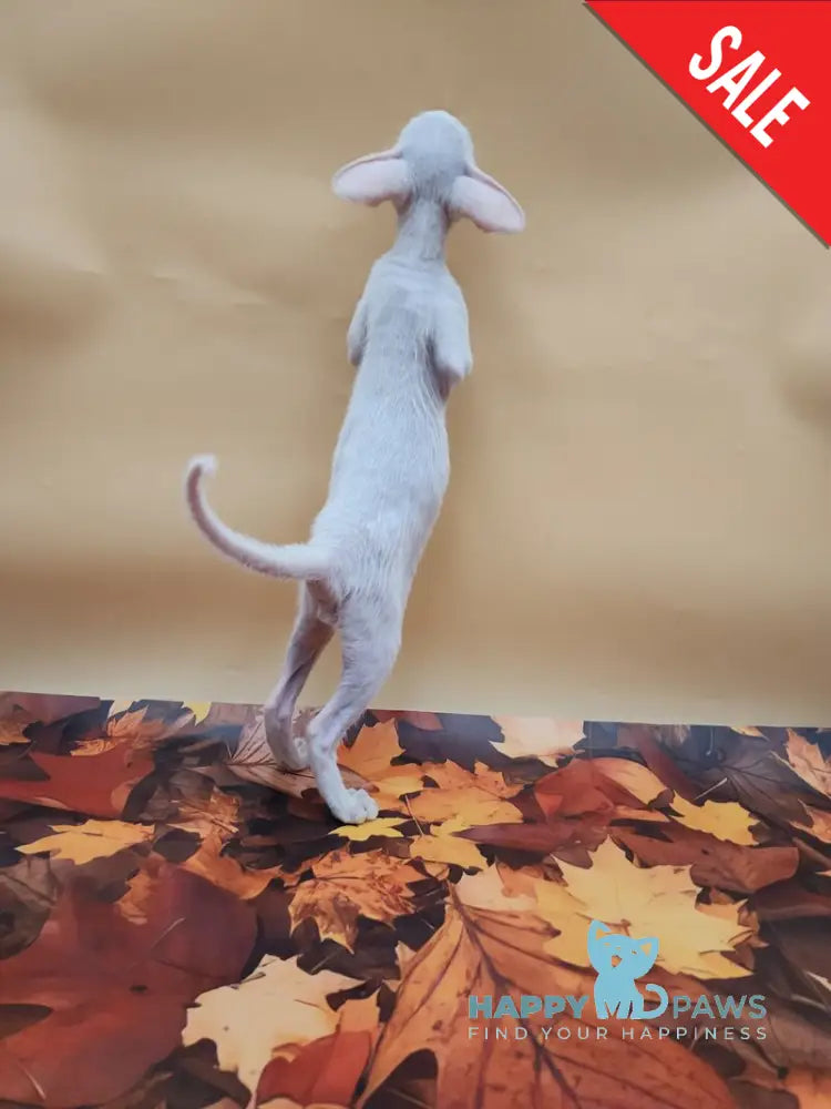 Clayton Oriental Shorthair male white live animals