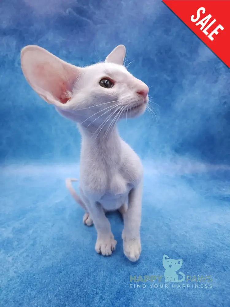 Clayton Oriental Shorthair male white live animals