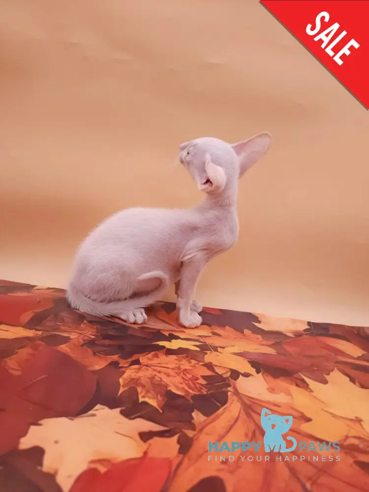 Clayton Oriental Shorthair male white live animals