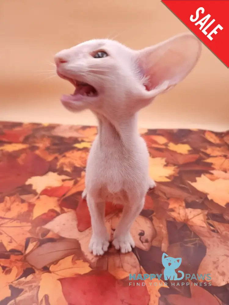 Clayton Oriental Shorthair male white live animals