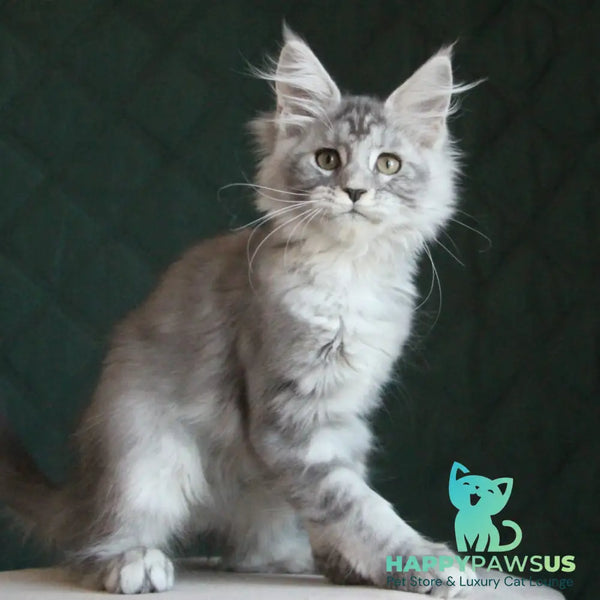 Clea Maine Coon female blue silver tabby - live animals