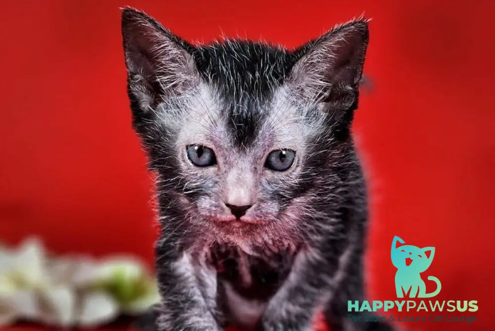 Clementine Lykoi female black live animals
