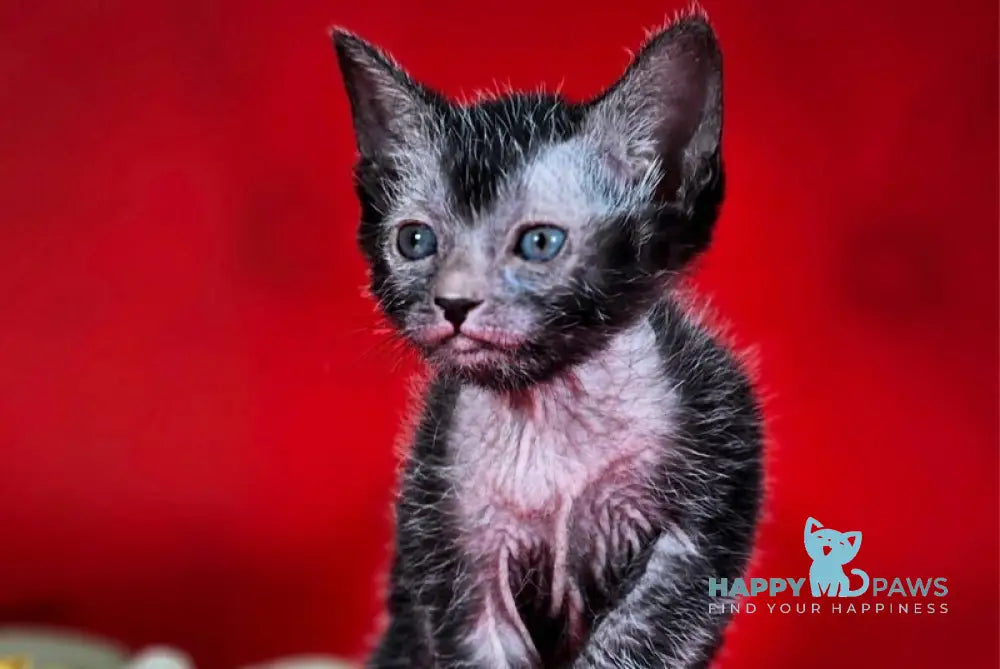 Clementine Lykoi female black live animals