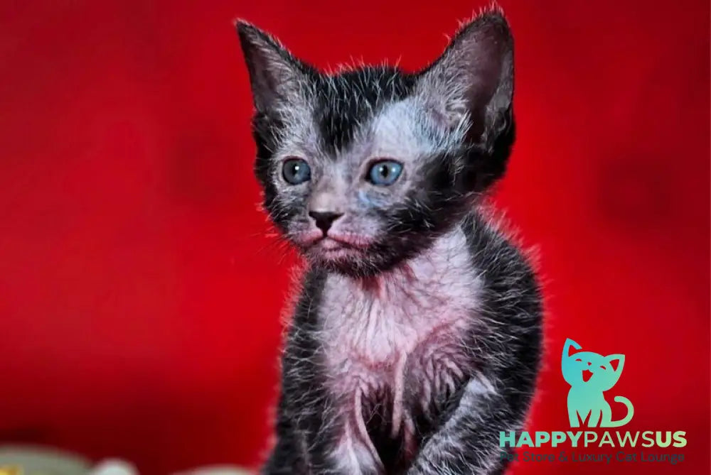 Clementine Lykoi female black live animals