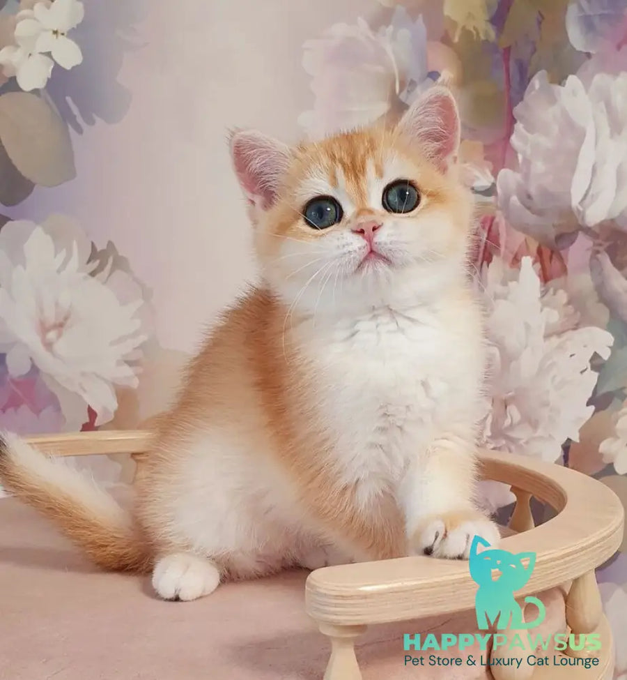 Cleo British Shorthair female black golden chinchilla - live animals