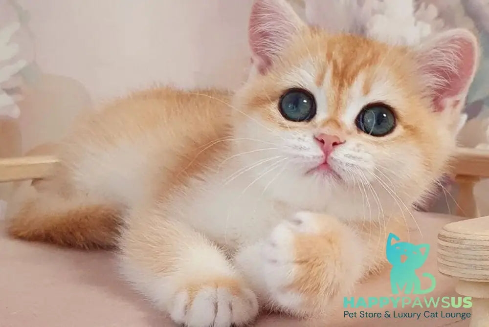 Cleo British Shorthair female black golden chinchilla - live animals