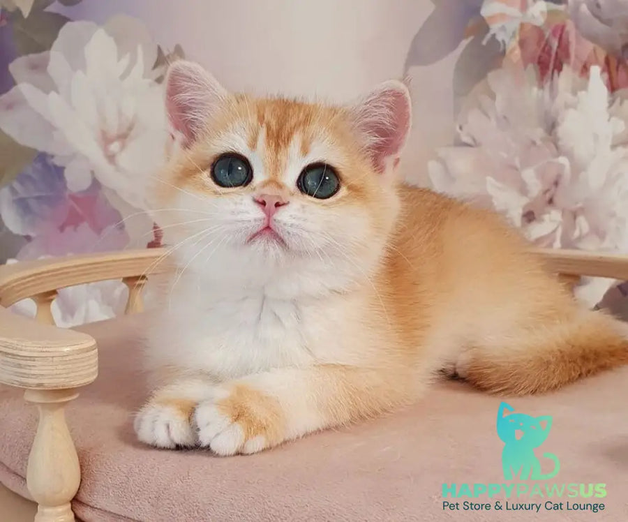Cleo British Shorthair female black golden chinchilla - live animals