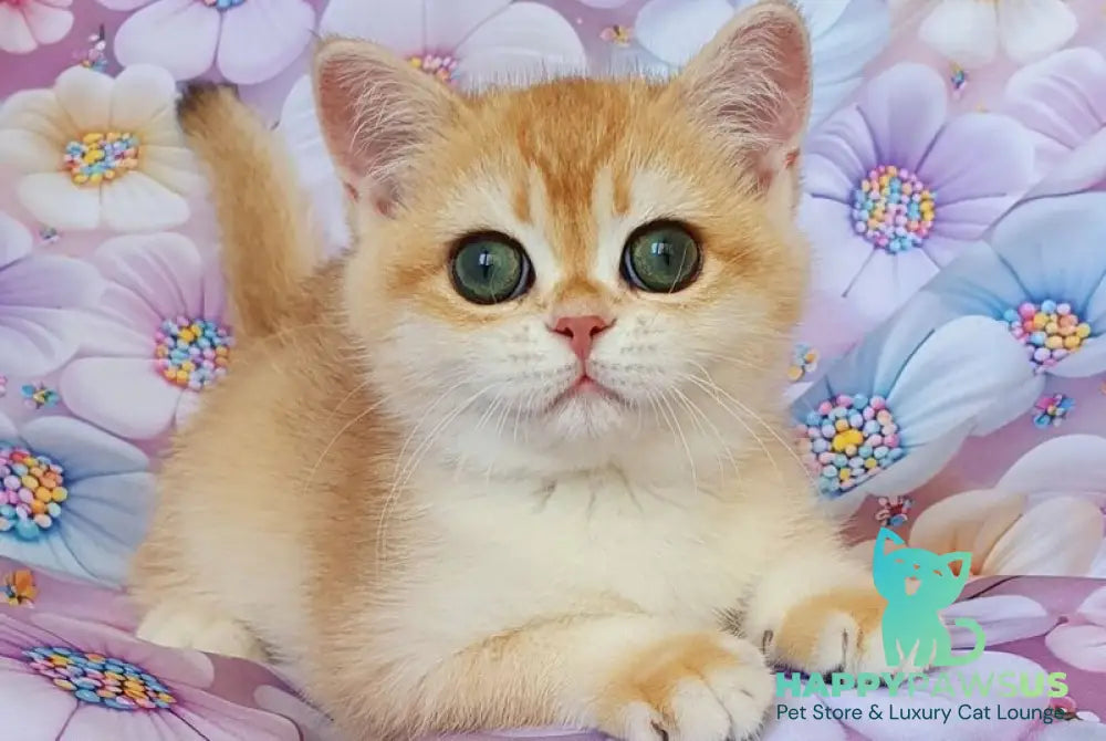 Cleo British Shorthair female black golden chinchilla - live animals