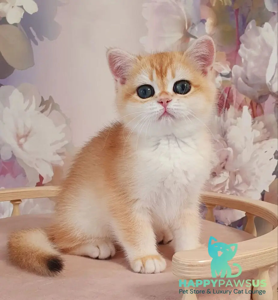 Cleo British Shorthair female black golden chinchilla - live animals
