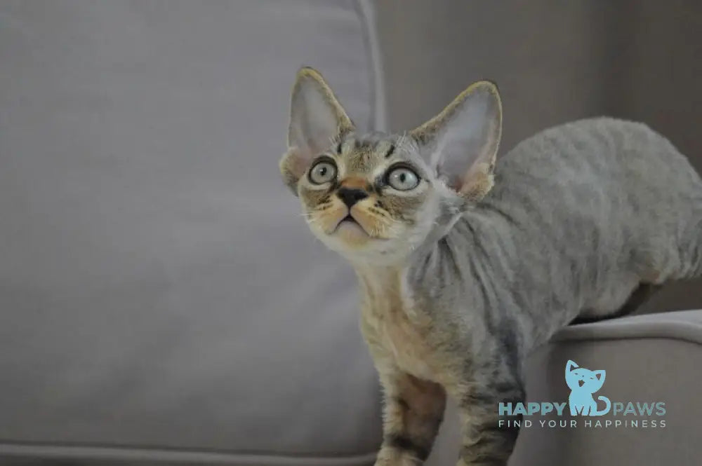 Cleo Devon Rex male black spotted tabby live animals