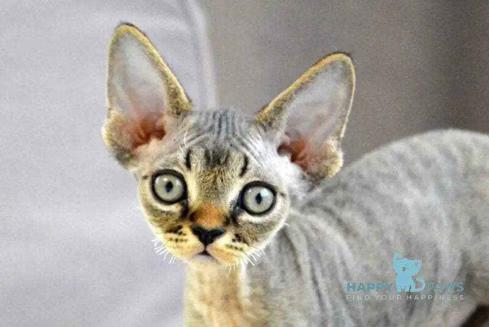 Cleo Devon Rex male black spotted tabby live animals