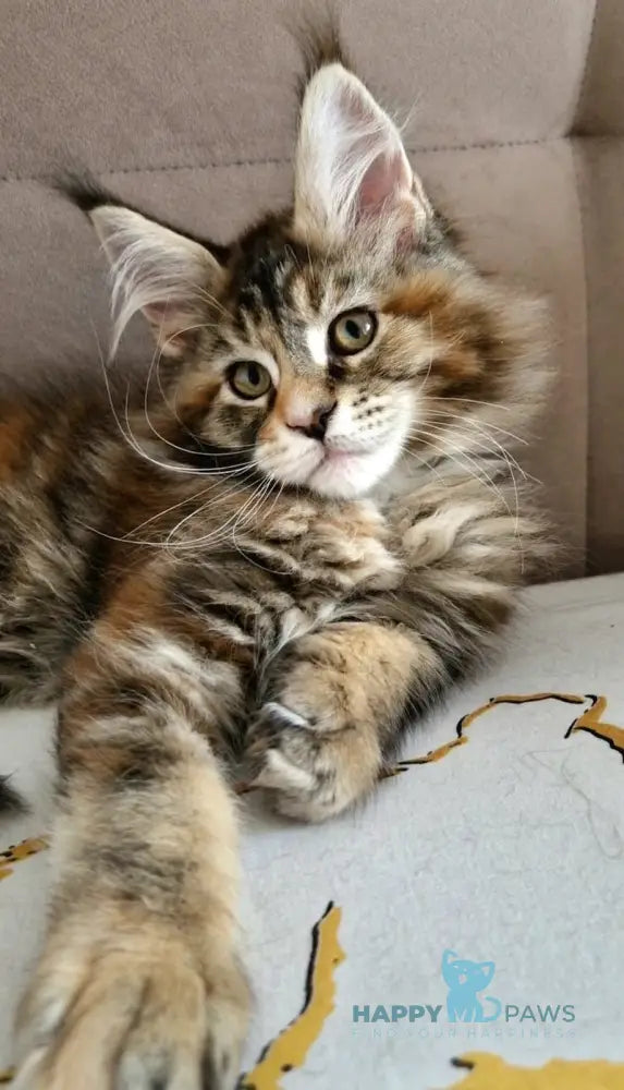 Cleo Maine Coon female black tortie tabby with white live animals