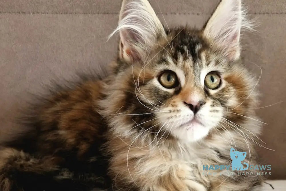 Cleo Maine Coon female black tortie tabby with white live animals