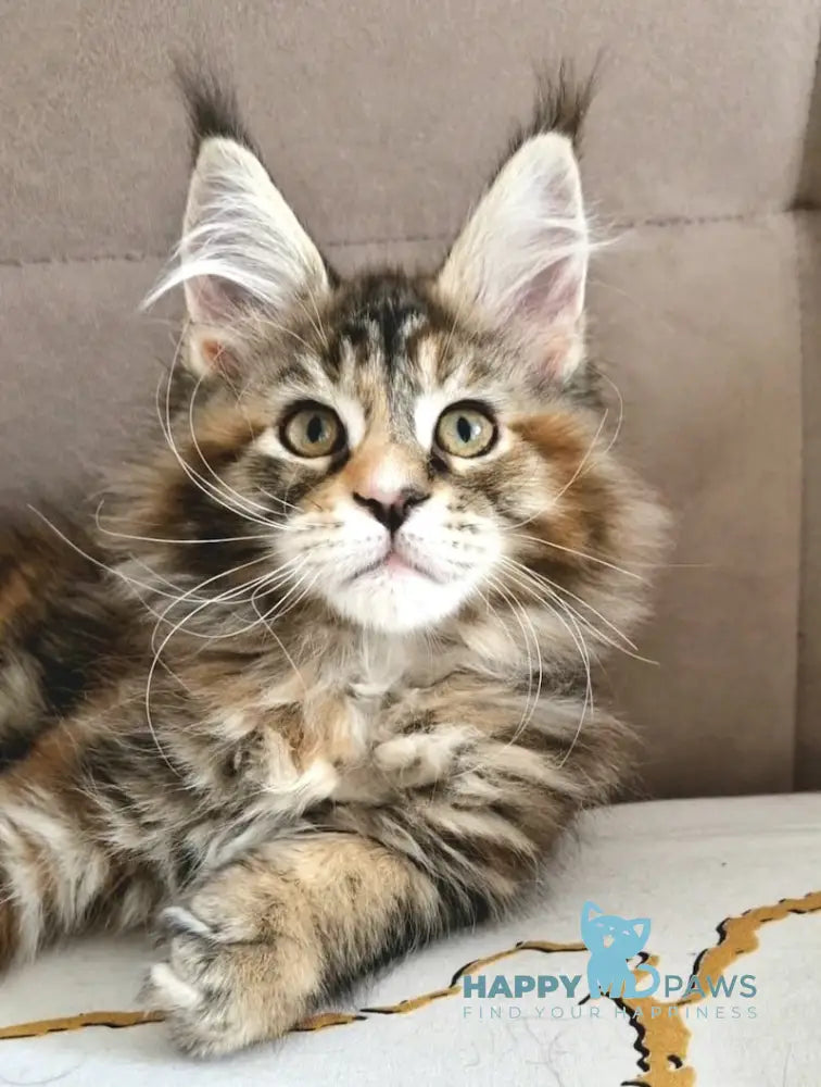 Cleo Maine Coon female black tortie tabby with white live animals