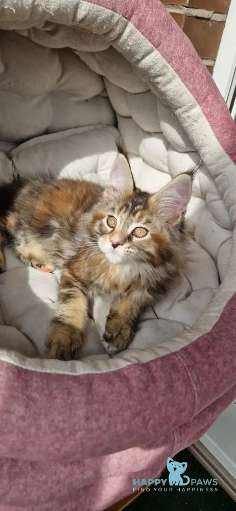 Cleo Maine Coon female black tortie tabby with white live animals