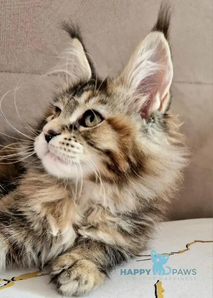 Cleo Maine Coon female black tortie tabby with white live animals