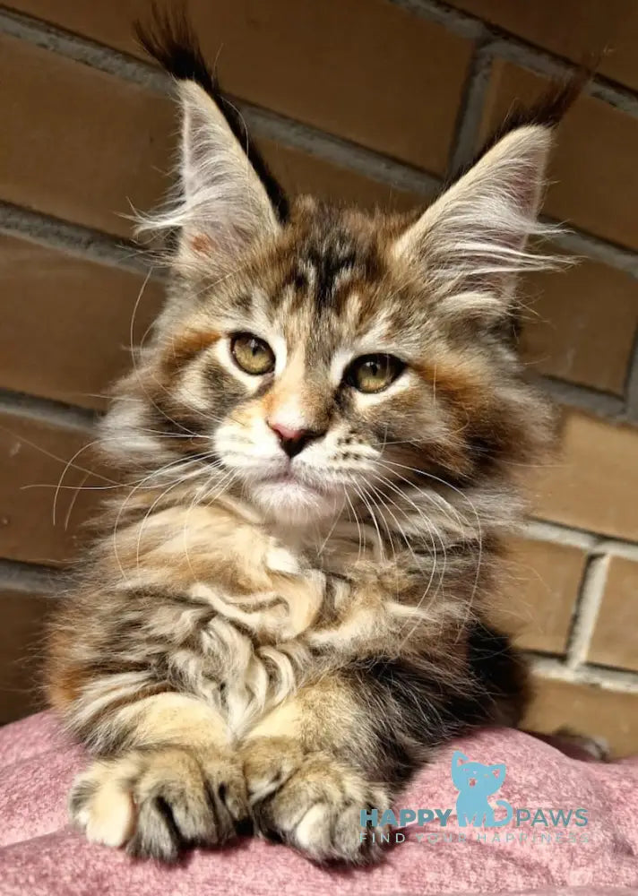 Cleo Maine Coon female black tortie tabby with white live animals
