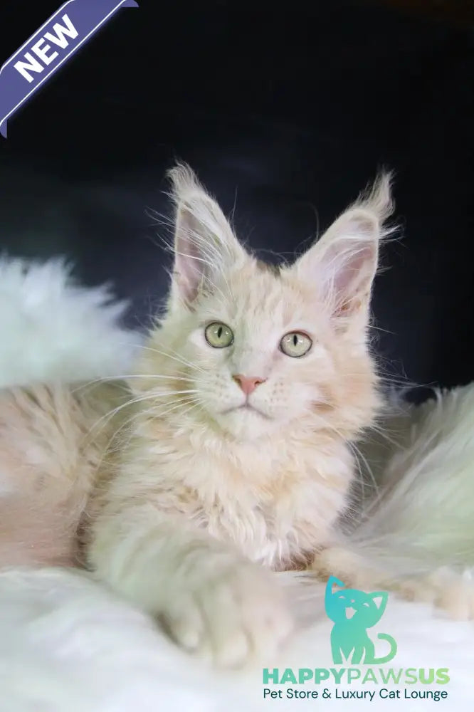 Cleo Maine Coon female cream - live animals