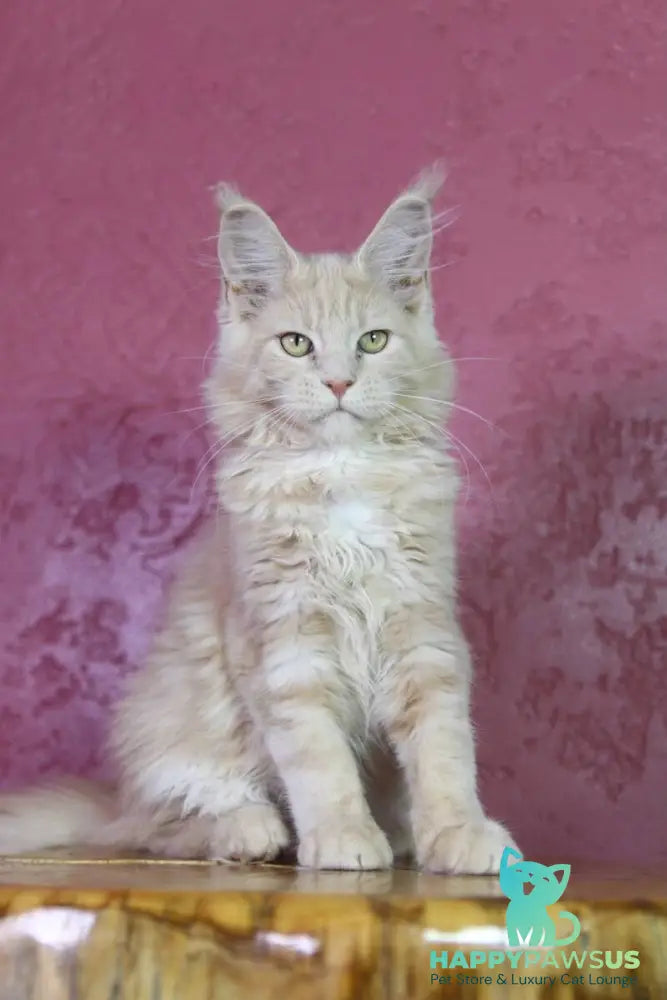 Cleo Maine Coon female cream - live animals