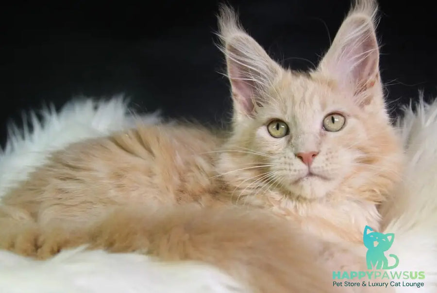 Cleo Maine Coon female cream - live animals