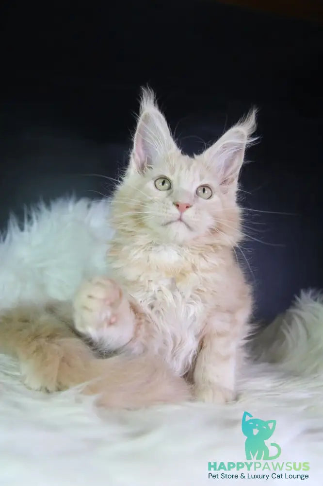 Cleo Maine Coon female cream - live animals