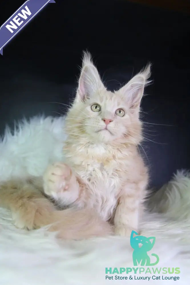 Cleo Maine Coon female cream - live animals