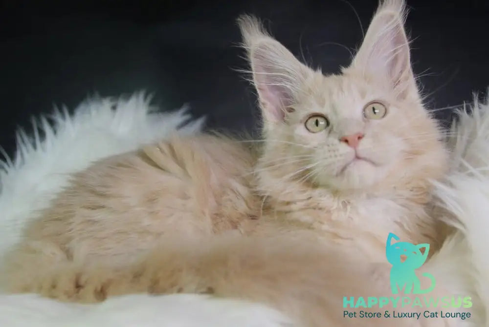 Cleo Maine Coon female cream - live animals
