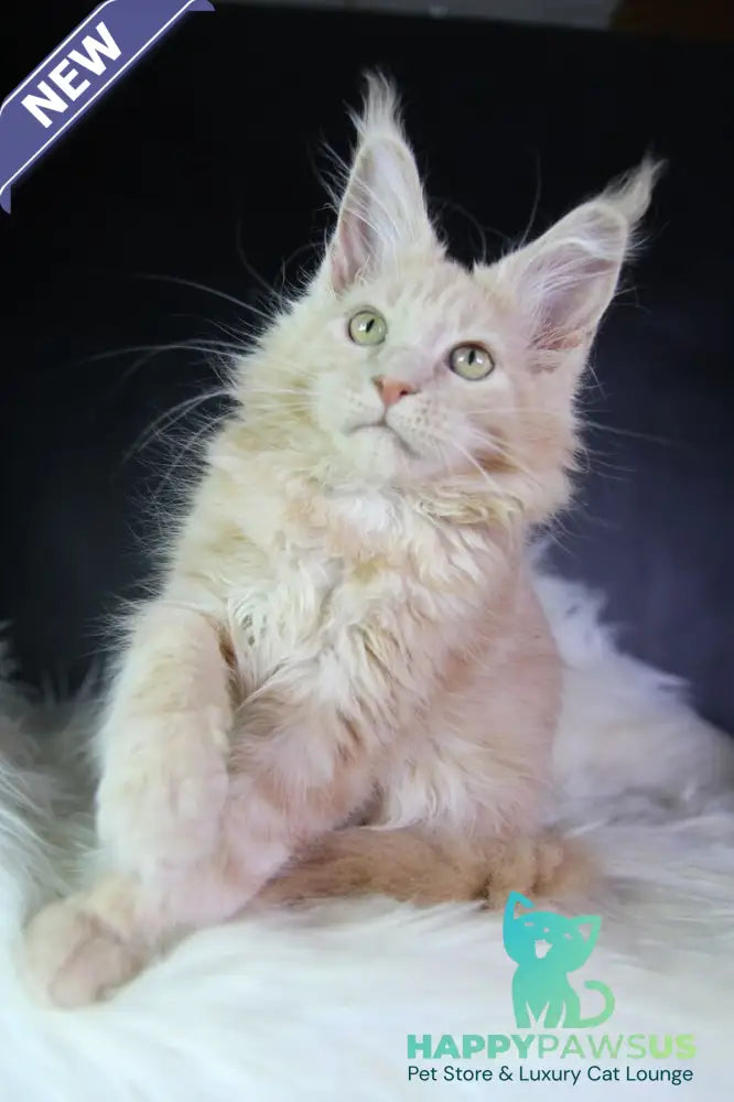 Cleo Maine Coon female cream - live animals