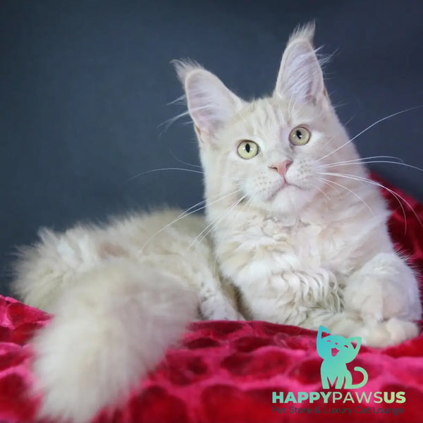 Cleo Maine Coon female cream - live animals