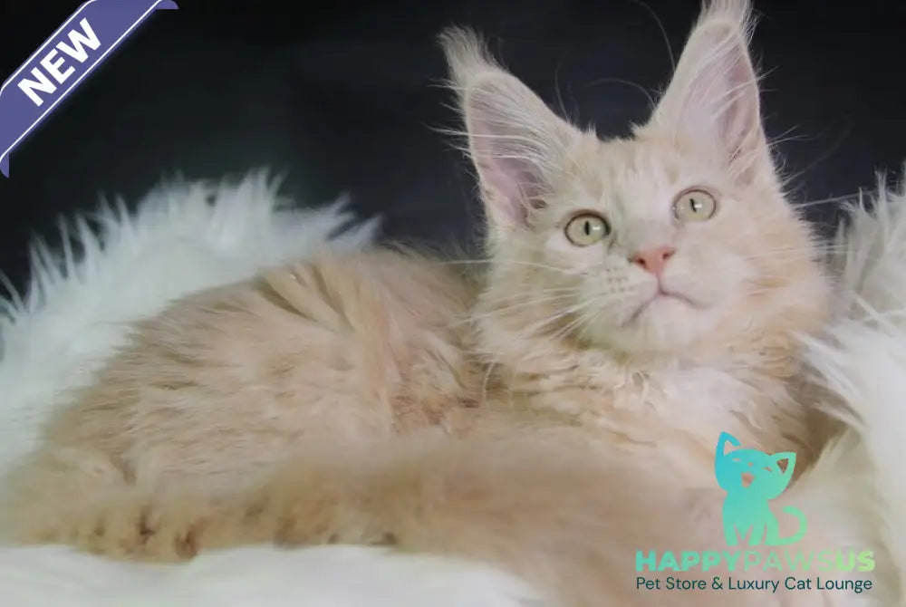Cleo Maine Coon female cream - live animals