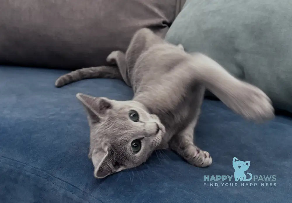 Atlas Russian Blue male blue live animals