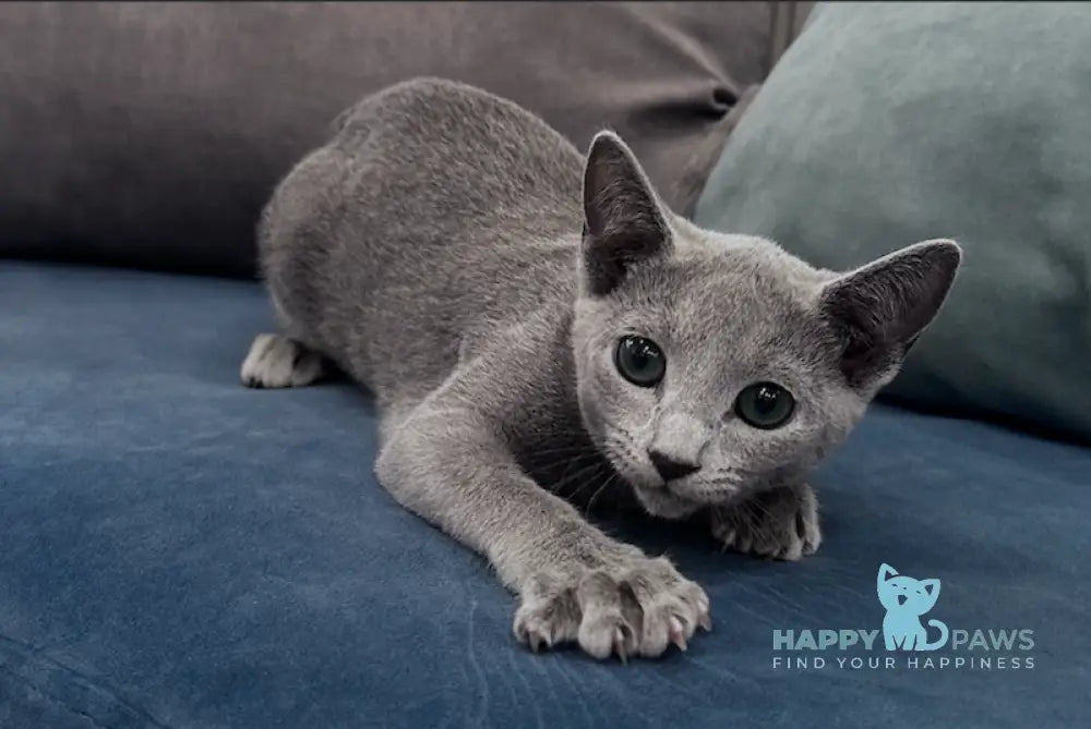 Atlas Russian Blue male blue live animals