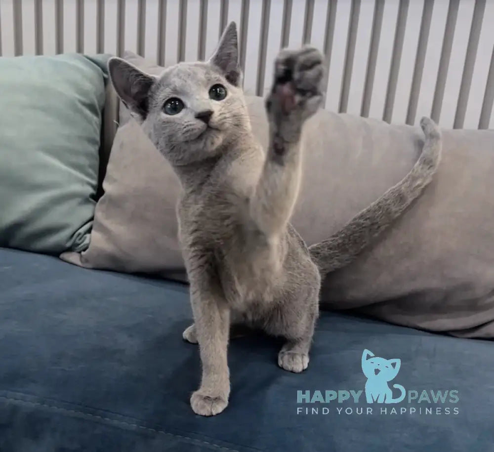 Atlas Russian Blue male blue live animals