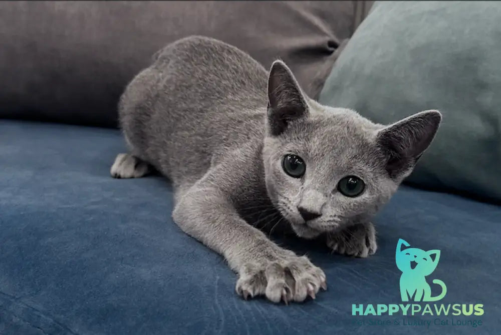Atlas Russian Blue male blue live animals