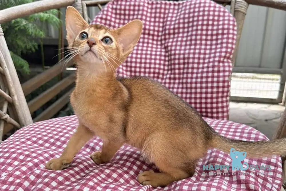 Cleopatra Abyssinian female black live animals