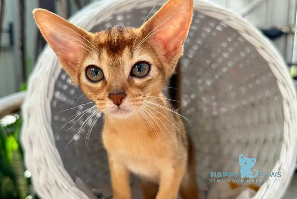 Cleopatra Abyssinian female black live animals