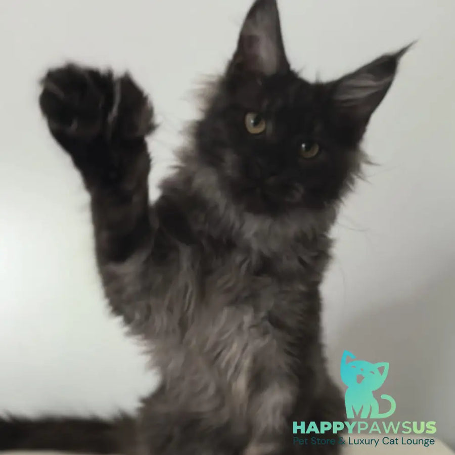 Cleopatra Maine Coon polydactyl 6x6x6x6 female black silver - live animals