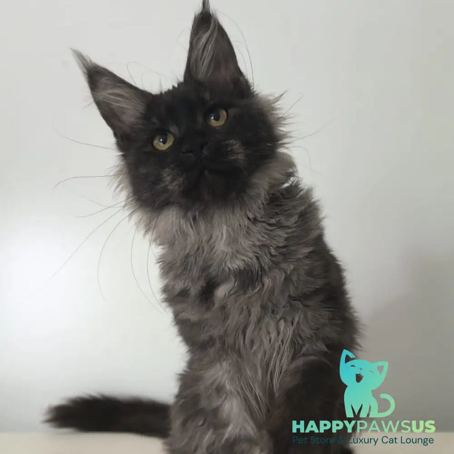 Cleopatra Maine Coon polydactyl 6x6x6x6 female black silver - live animals