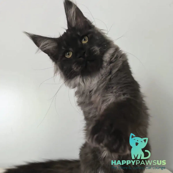Cleopatra Maine Coon polydactyl 6x6x6x6 female black silver - live animals