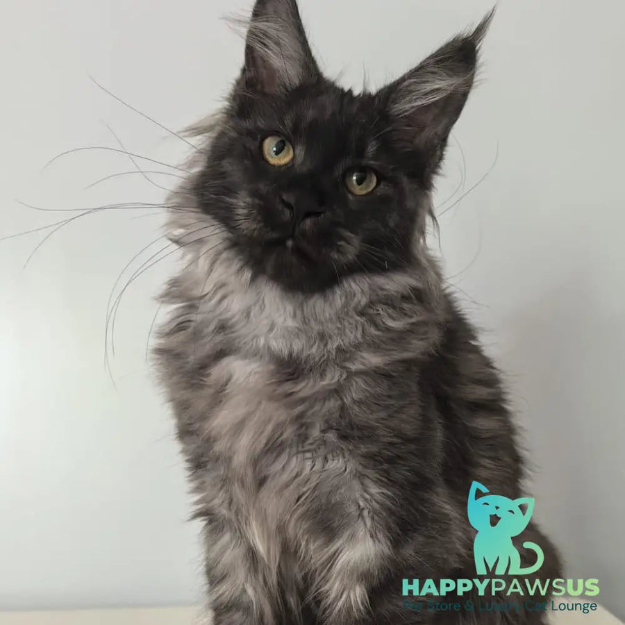 Cleopatra Maine Coon polydactyl 6x6x6x6 female black silver - live animals