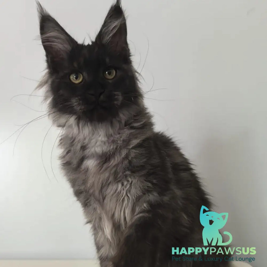 Cleopatra Maine Coon polydactyl 6x6x6x6 female black silver - live animals