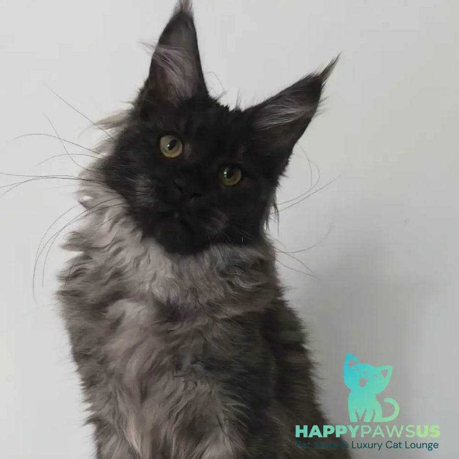 Cleopatra Maine Coon polydactyl 6x6x6x6 female black silver - live animals