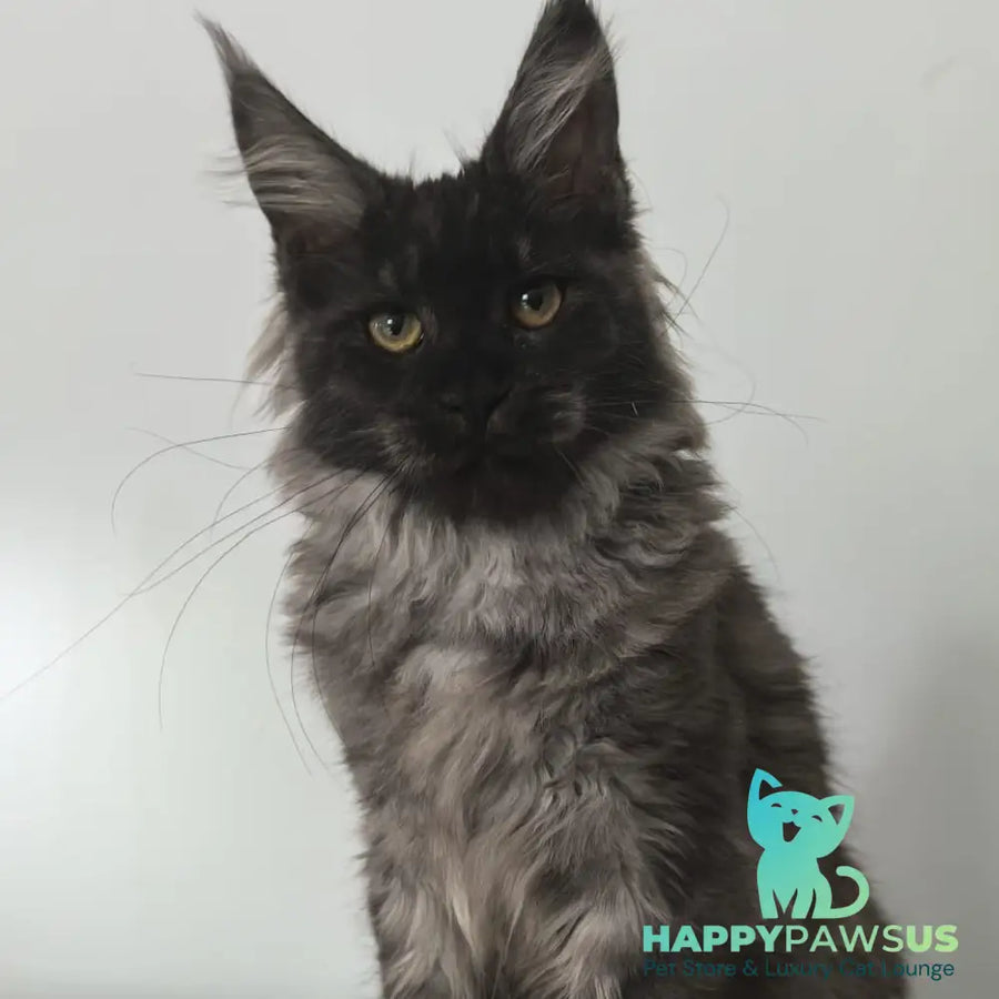 Cleopatra Maine Coon polydactyl 6x6x6x6 female black silver - live animals