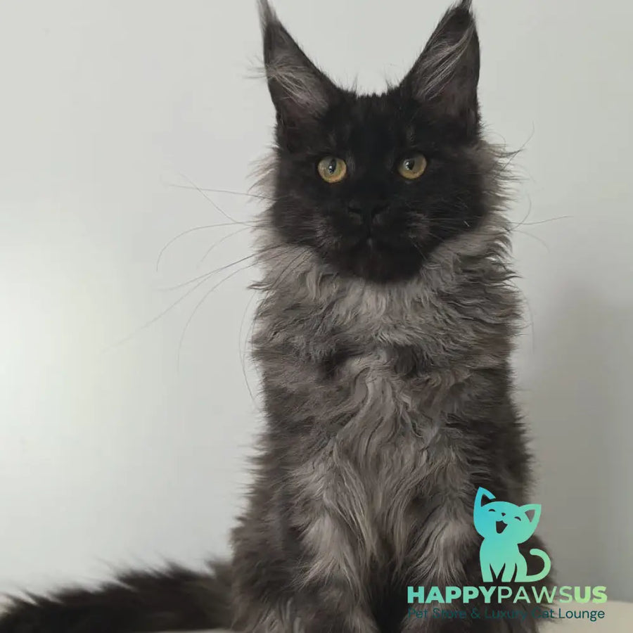 Cleopatra Maine Coon polydactyl 6x6x6x6 female black silver - live animals